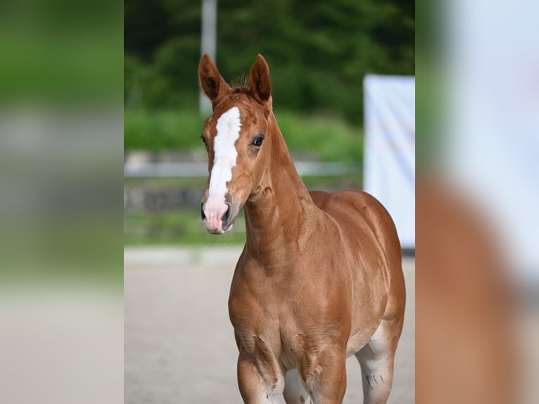 Cheval de sport allemand Jument Poulain (04/2024) Alezan in Leonberg