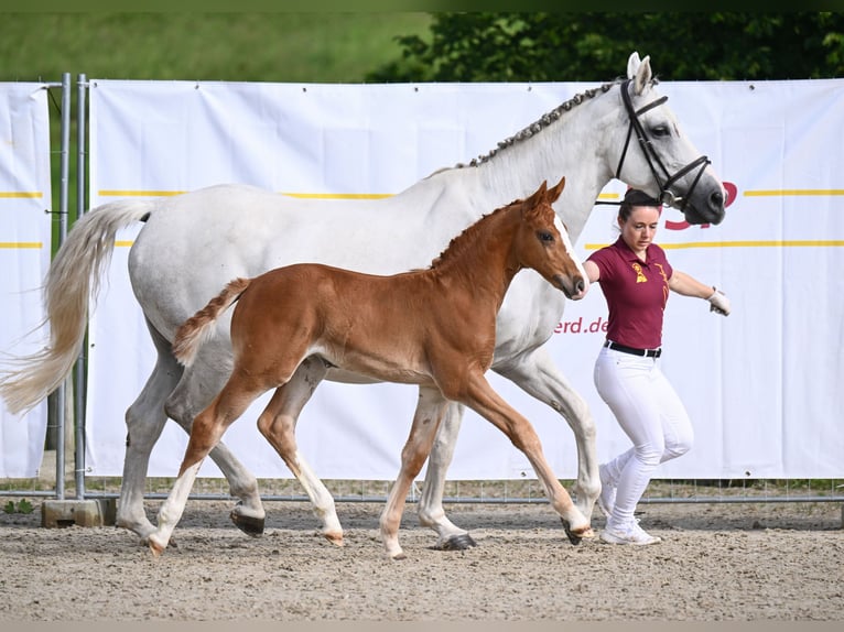 Cheval de sport allemand Jument Poulain (04/2024) Alezan in Leonberg