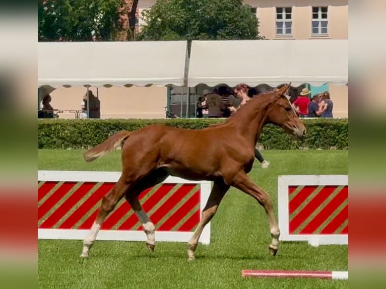 Cheval de sport allemand Jument Poulain (05/2025) Alezan in Rhinow Cheval de sport allemand Jument Poulain (05/2025) Alezan in Rhinow