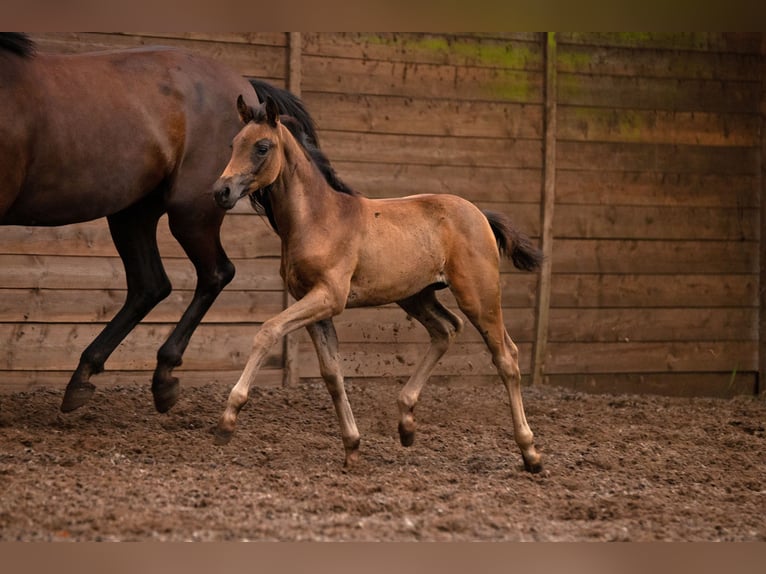 Cheval de sport allemand Jument Poulain (05/2025) Bai brun in Baruth/Mark
