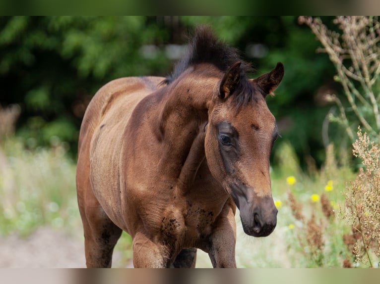 Cheval de sport allemand Jument Poulain (05/2025) Bai brun in Baruth/Mark