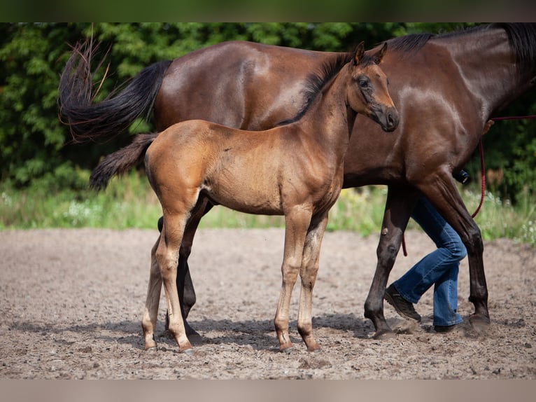 Cheval de sport allemand Jument Poulain (05/2025) Bai brun in Baruth/Mark