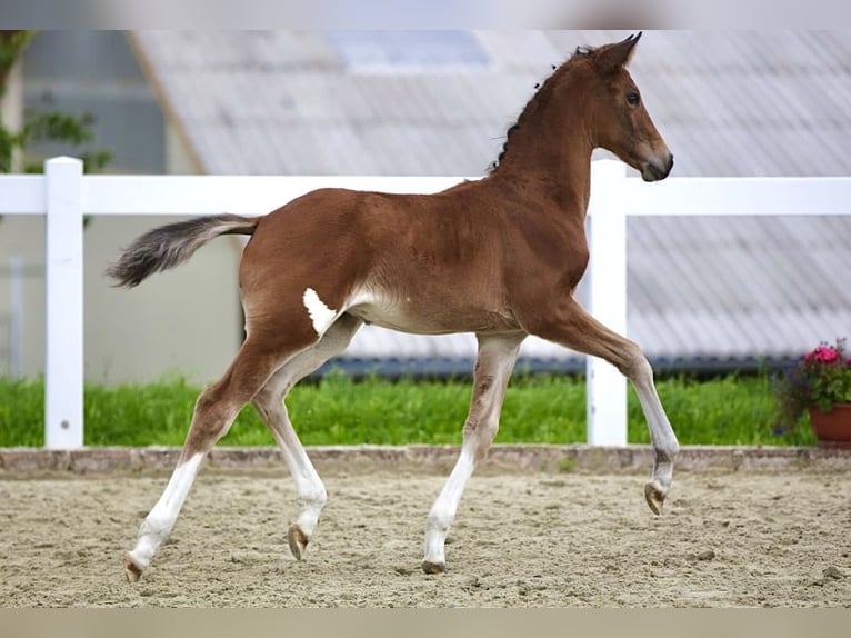 Cheval de sport allemand Jument Poulain (06/2025) Bai brun in Rehfeld