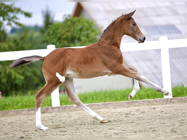 Cheval de sport allemand Jument Poulain (06/2025) Bai brun in Rehfeld
