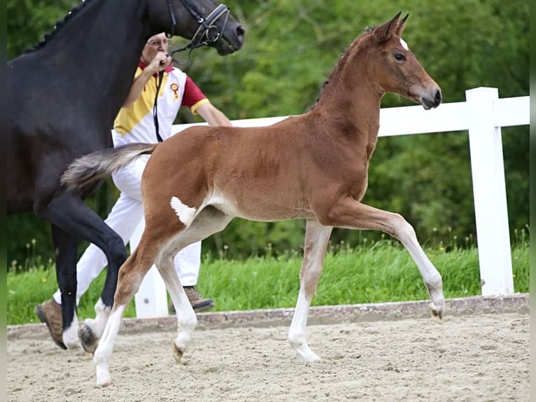 Cheval de sport allemand Jument Poulain (06/2025) Bai brun in Rehfeld
