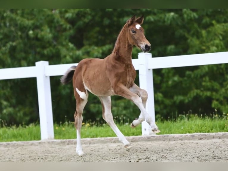 Cheval de sport allemand Jument Poulain (06/2025) Bai brun in Rehfeld