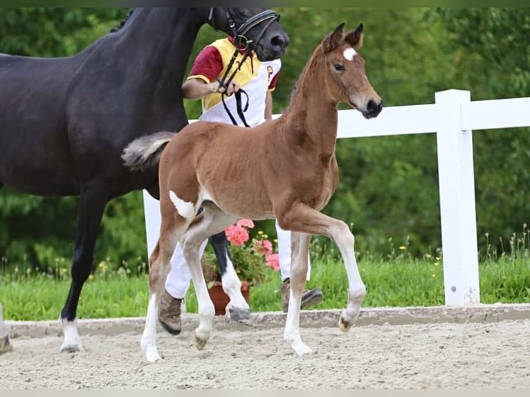 Cheval de sport allemand Jument Poulain (06/2025) Bai brun in Rehfeld