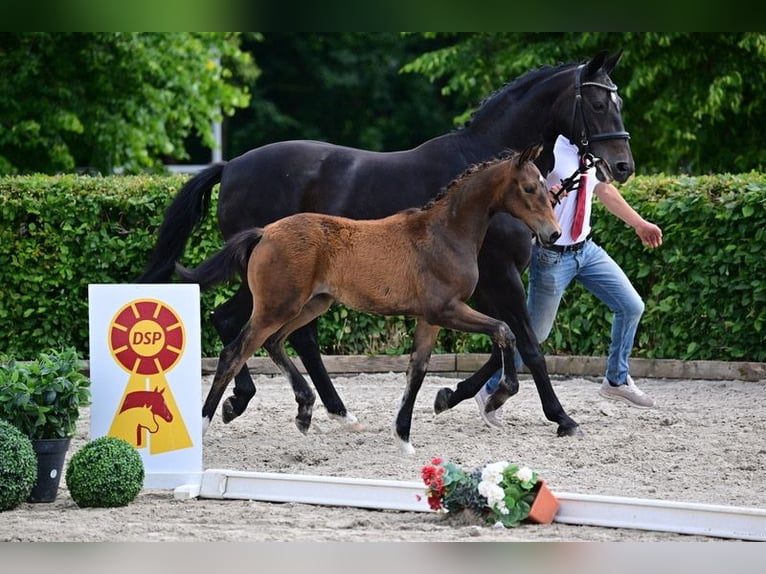 Cheval de sport allemand Jument Poulain (03/2026) Bai brun in Freyenstein