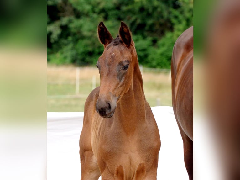 Cheval de sport allemand Jument Poulain (05/2024) Bai brun in Uhingen