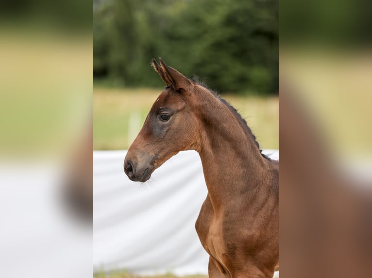 Cheval de sport allemand Jument Poulain (05/2024) Bai brun in Uhingen