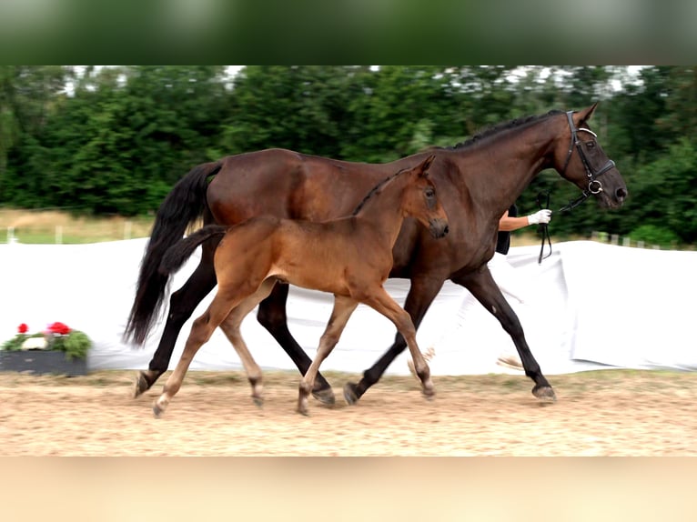 Cheval de sport allemand Jument Poulain (05/2024) Bai brun in Uhingen