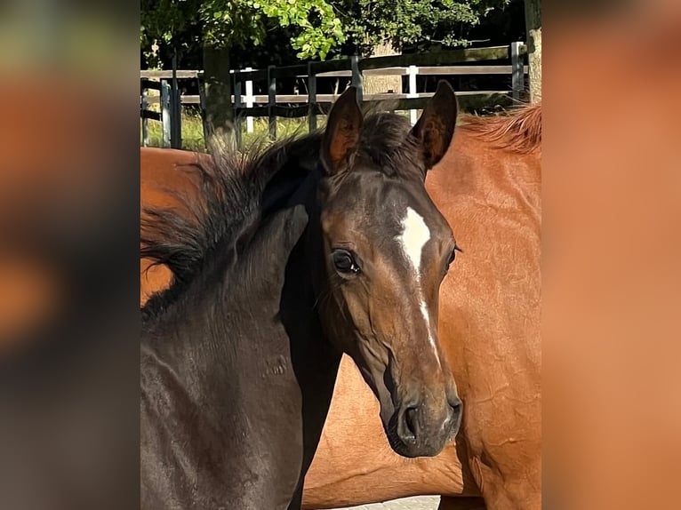 Cheval de sport allemand Jument Poulain (05/2023) Bai brun in Krumke