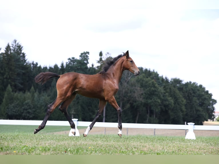 Cheval de sport allemand Jument Poulain (04/2024) Bai brun in Postmünster