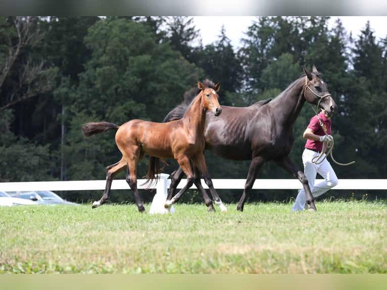 Cheval de sport allemand Jument Poulain (04/2024) Bai brun in Postmünster