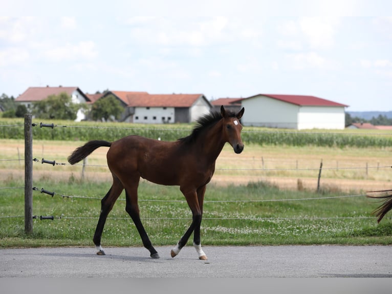 Cheval de sport allemand Jument Poulain (04/2024) Bai brun in Postmünster