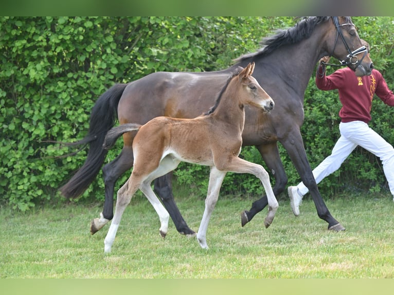 Cheval de sport allemand Jument Poulain (04/2025) Bai brun in Sch&#xF6;nwalde-Glien