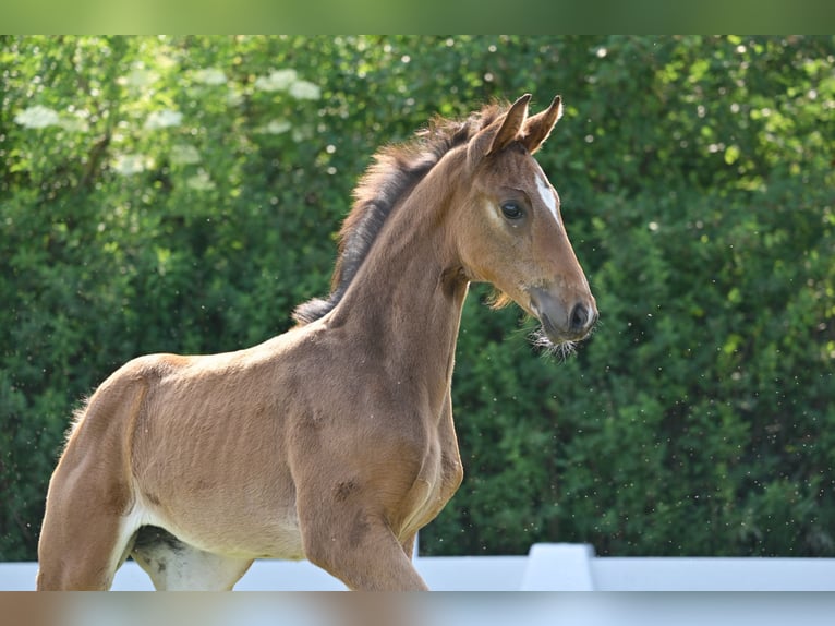 Cheval de sport allemand Jument Poulain (04/2025) Bai brun in Sch&#xF6;nwalde-Glien