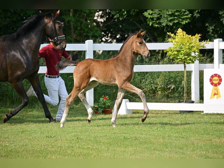 Cheval de sport allemand Jument Poulain (04/2025) Bai brun in Sch&#xF6;nwalde-Glien