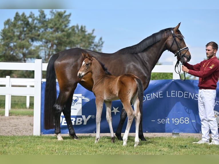 Cheval de sport allemand Jument Poulain (04/2025) Bai brun in Sch&#xF6;nwalde-Glien