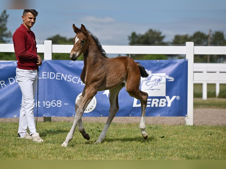 Cheval de sport allemand Jument Poulain (04/2025) Bai brun in Sch&#xF6;nwalde-Glien