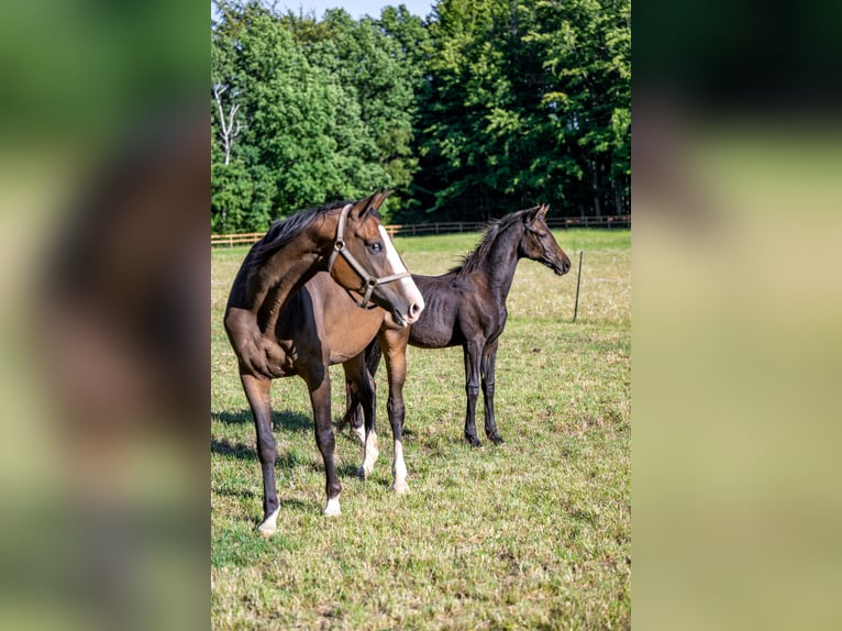 Cheval de sport allemand Jument Poulain (04/2025) Bai brun in Dippoldiswalde