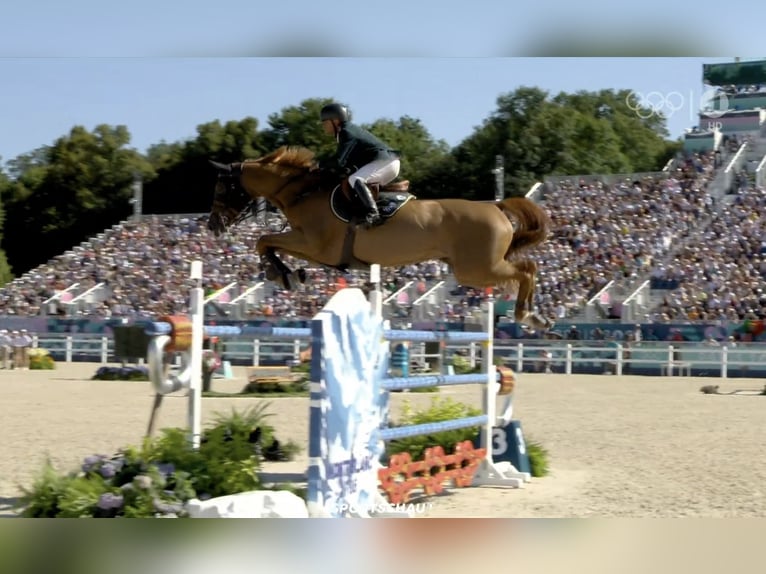 Cheval de sport allemand Jument Poulain (03/2025) Bai brun in Chieming