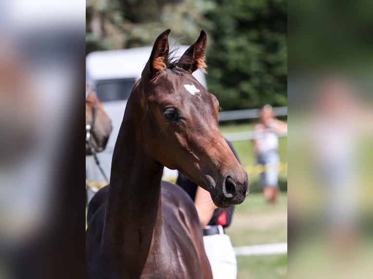 Cheval de sport allemand Jument Poulain (02/2025) Bai brun in Gomadingen