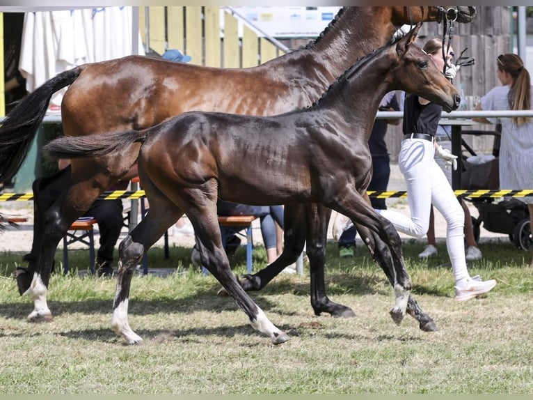 Cheval de sport allemand Jument Poulain (02/2025) Bai brun in Gomadingen