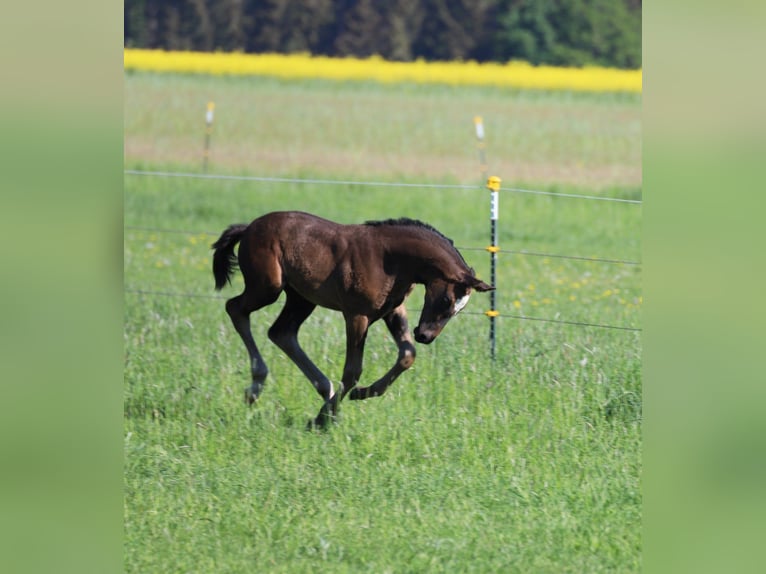 Cheval de sport allemand Jument Poulain (03/2024) Bai brun foncé in Beilngries