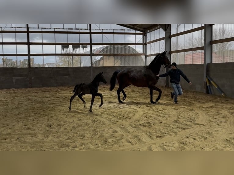 Cheval de sport allemand Jument Poulain (03/2026) Bai brun foncé in KappeLöwenberger Land