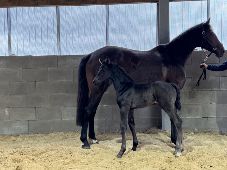 Cheval de sport allemand Jument Poulain (03/2026) Bai brun foncé in KappeLöwenberger Land
