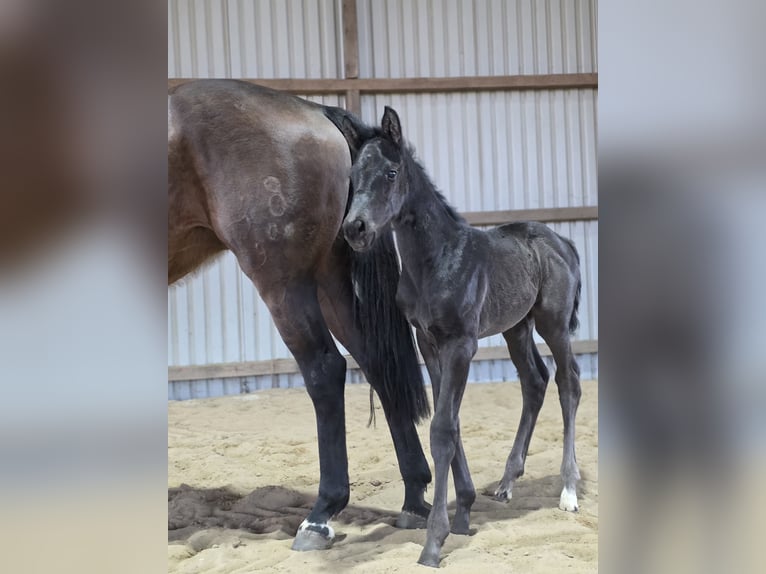 Cheval de sport allemand Jument Poulain (03/2026) Bai brun foncé in KappeLöwenberger Land