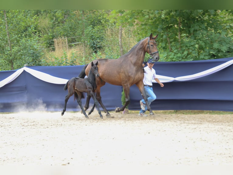Cheval de sport allemand Jument Poulain (06/2026) Bai brun foncé in Niederstetten