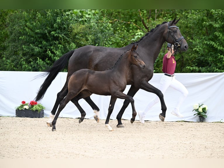 Cheval de sport allemand Jument Poulain (05/2024) Bai brun foncé in Ostrach