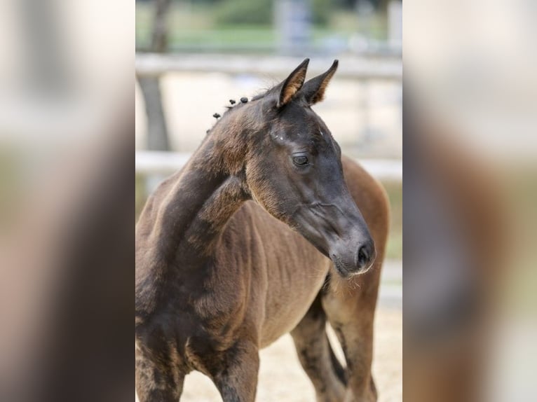 Cheval de sport allemand Jument Poulain (05/2025) Bai brun foncé in Fronhofen