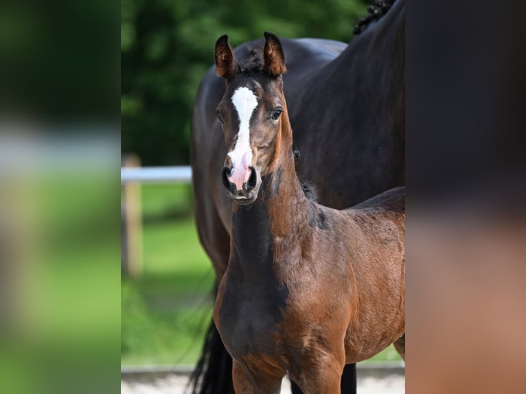 Cheval de sport allemand Jument  Bai brun foncé in Castell