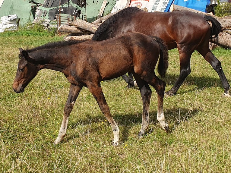 Cheval de sport allemand Jument Poulain (06/2024) Bai brun foncé in Geithain