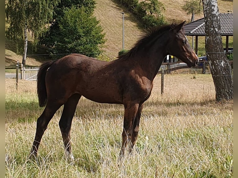 Cheval de sport allemand Jument Poulain (06/2024) Bai brun foncé in Geithain