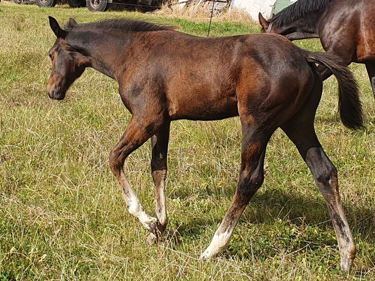 Cheval de sport allemand Jument Poulain (06/2024) Bai brun foncé in Geithain