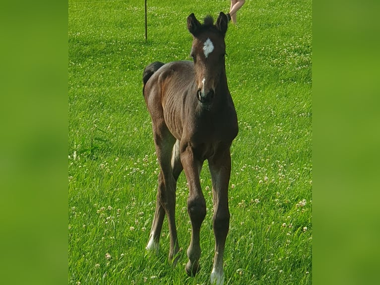 Cheval de sport allemand Jument Poulain (06/2024) Bai brun foncé in Geithain