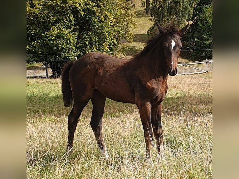 Cheval de sport allemand Jument Poulain (06/2024) Bai brun foncé in Geithain