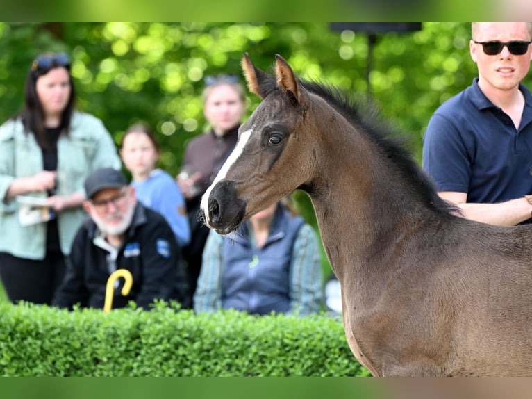 Cheval de sport allemand Jument  Bai in Bad Bevensen