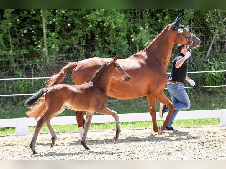 Cheval de sport allemand Jument Poulain (04/2026) Bai in Bad Wurzach