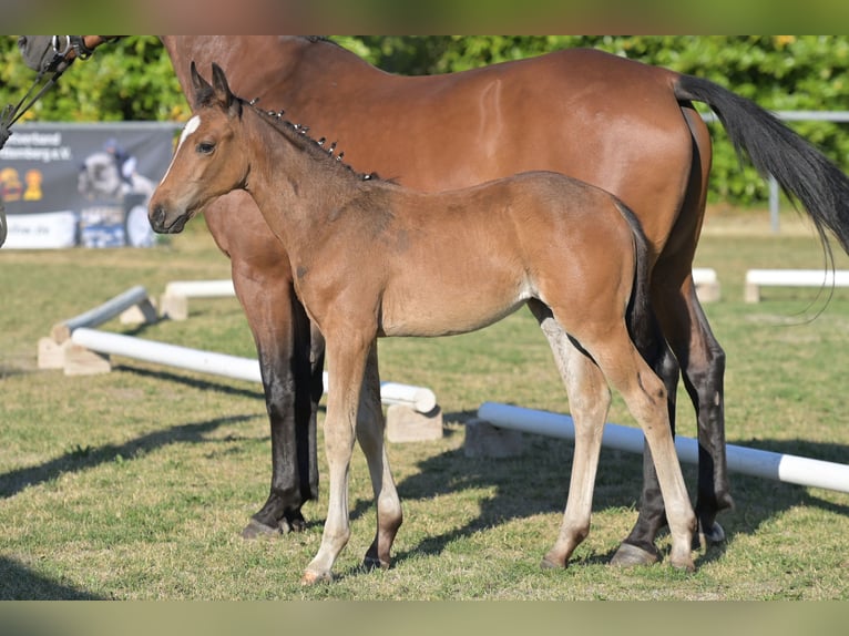 Cheval de sport allemand Jument Poulain (05/2026) Bai in Berg