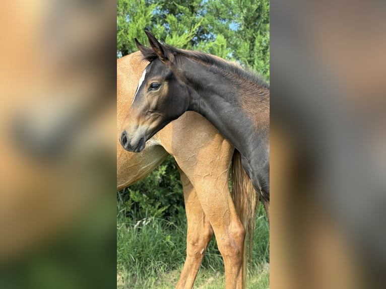 Cheval de sport allemand Jument Poulain (03/2024) Bai in Calatayud