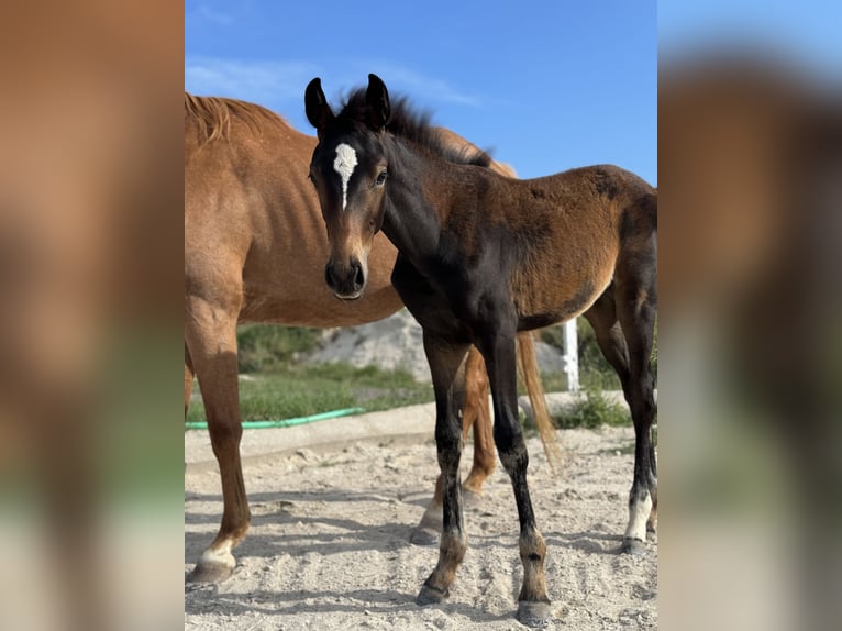 Cheval de sport allemand Jument Poulain (03/2024) Bai in Calatayud