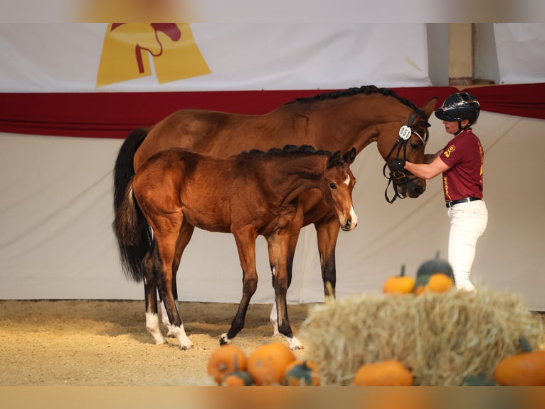 Cheval de sport allemand Jument Poulain (05/2026) Bai in Taufkirchen