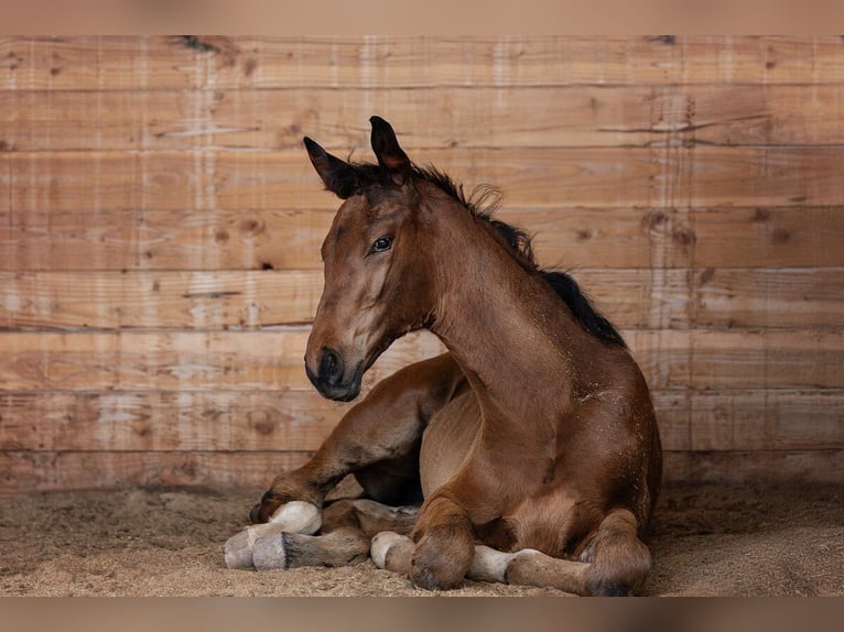 Cheval de sport allemand Jument Poulain (05/2025) Bai in Uhlst&#xE4;dt-Kirchhasel