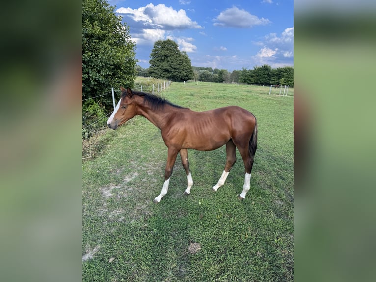 Cheval de sport allemand Jument Poulain (04/2026) Bai in Heiligengrabe