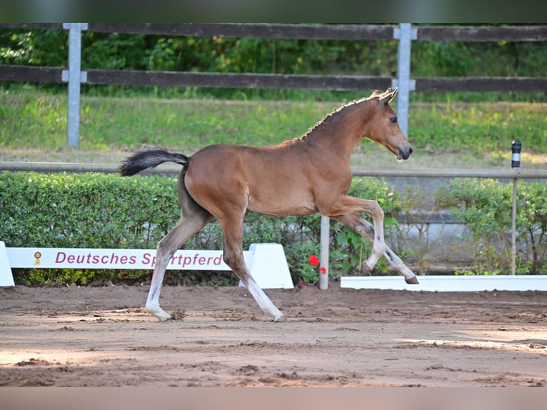Cheval de sport allemand Jument Poulain (04/2023) Bai in Goldbeck